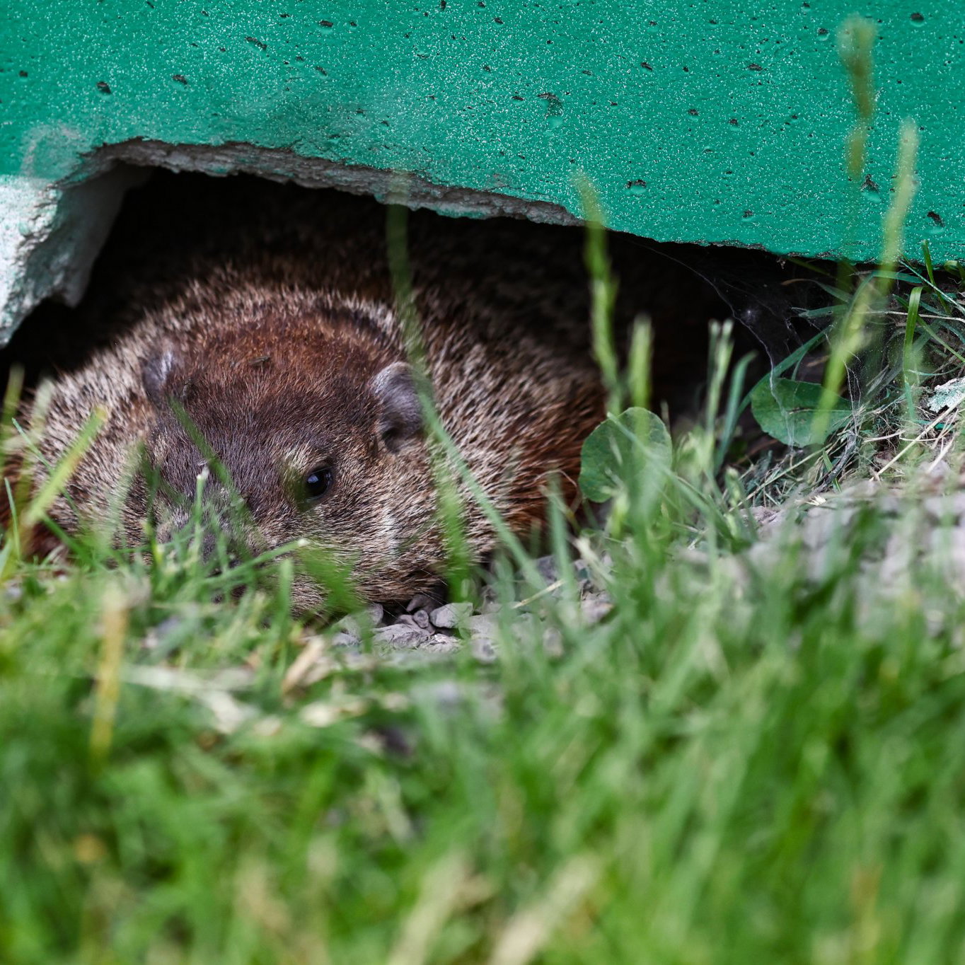 Groundhogs make regular appearances at the Canadian Grand Prix
