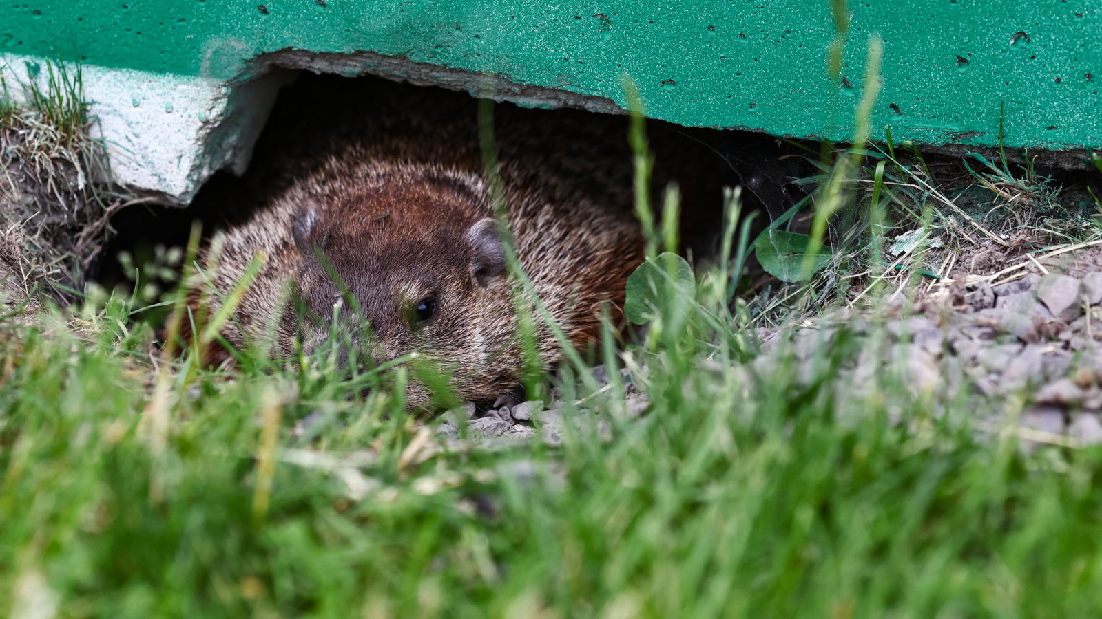 Groundhogs make regular appearances at the Canadian Grand Prix