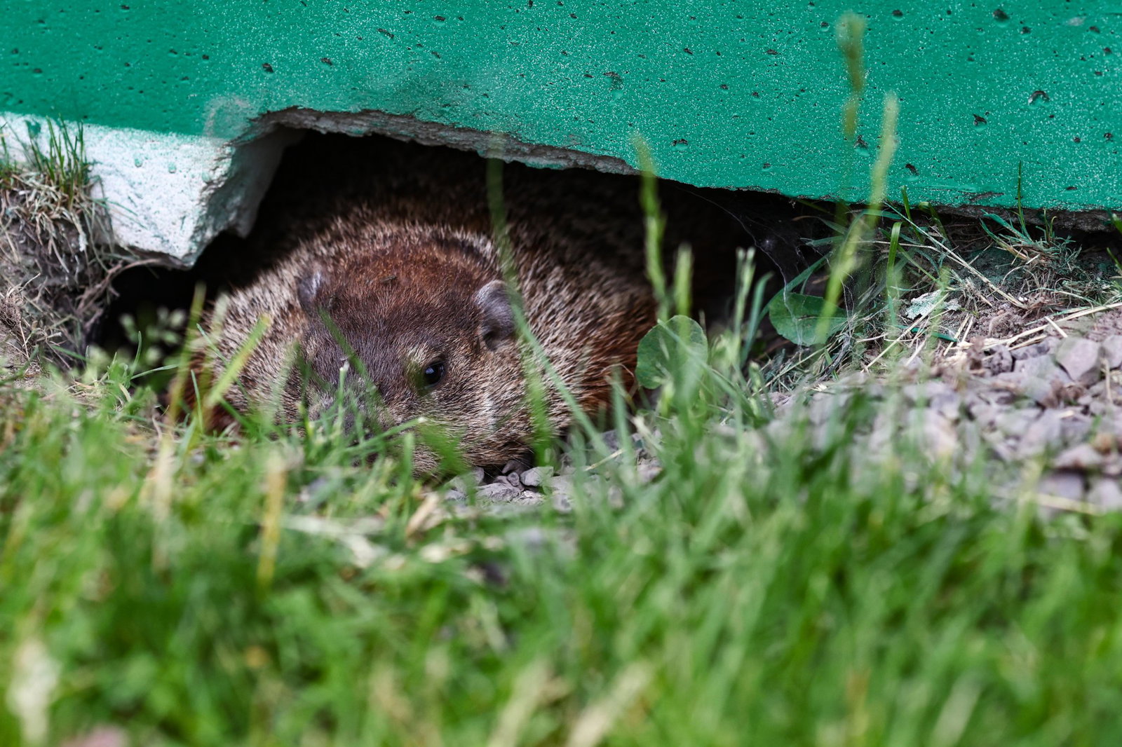 Groundhogs make regular appearances at the Canadian Grand Prix