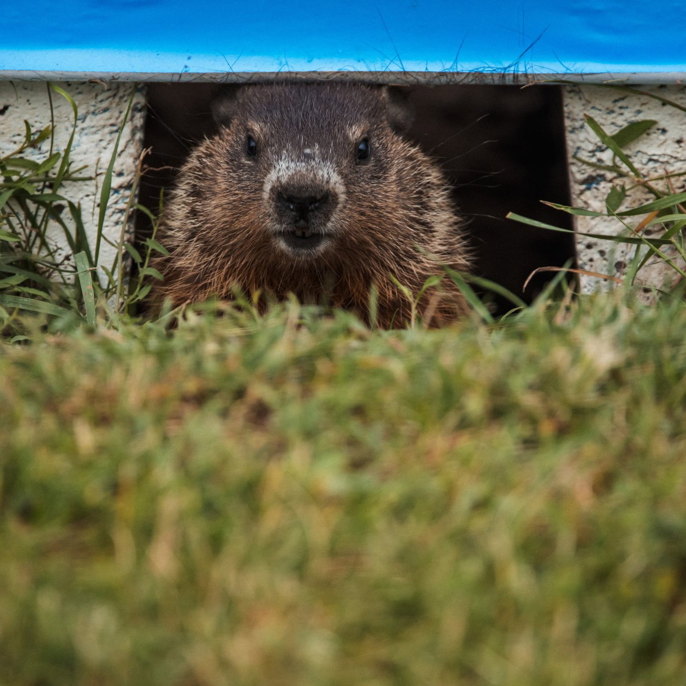 Groundhogs make the Circuit Gilles Villeneuve their home 