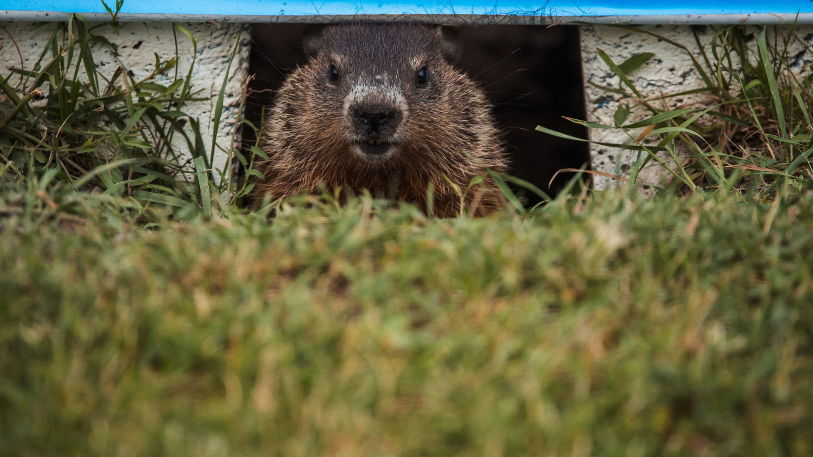 Groundhogs make the Circuit Gilles Villeneuve their home 