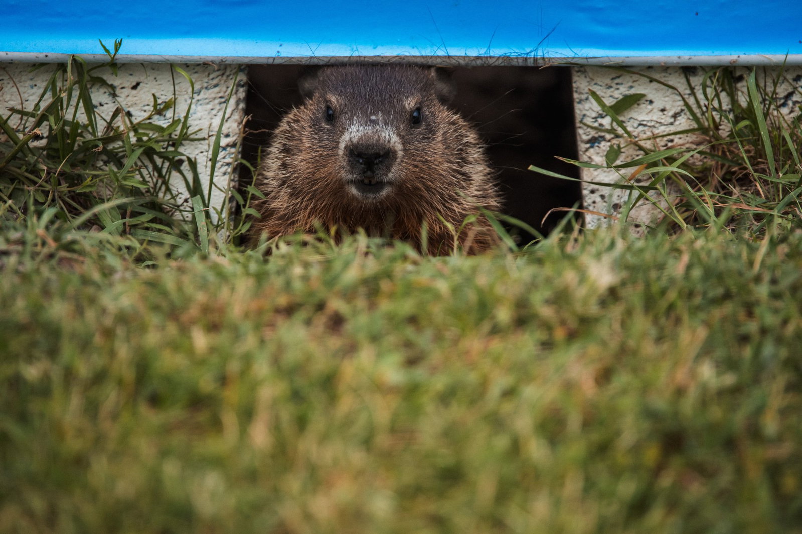 Groundhogs make the Circuit Gilles Villeneuve their home 