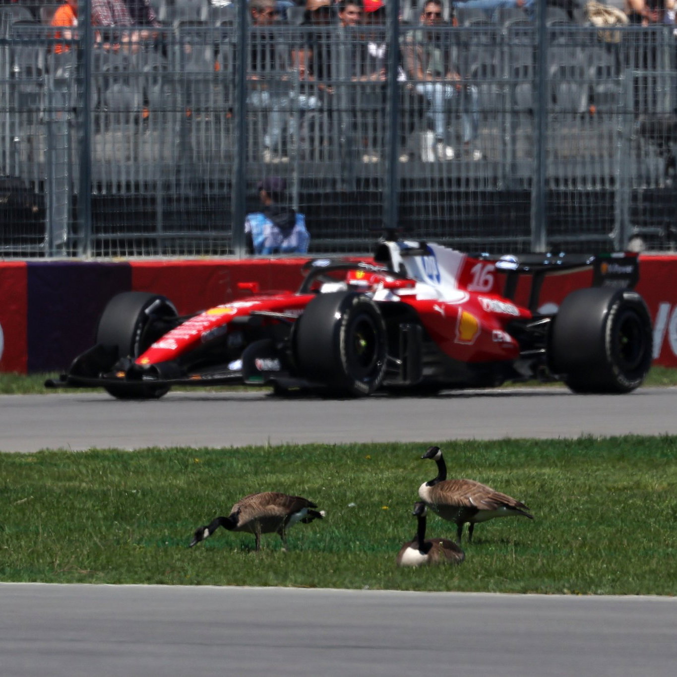 Leclerc in Canada, with Geese