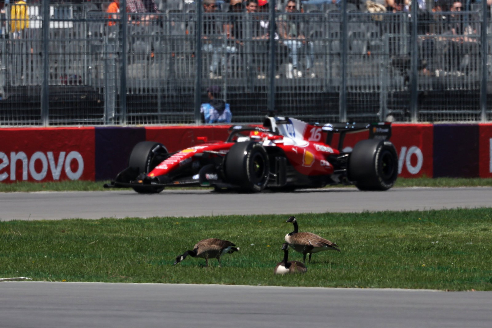 Leclerc in Canada, with Geese