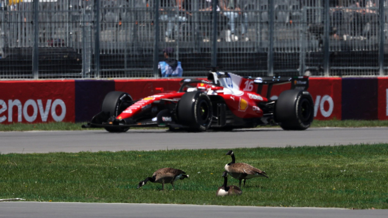 Leclerc in Canada, with Geese
