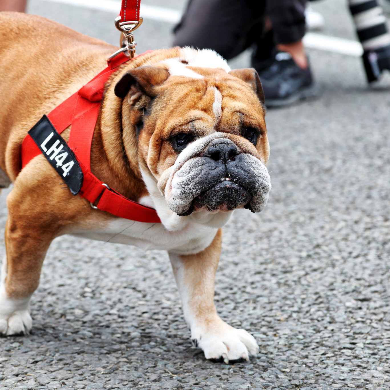 Roscoe in the F1 paddock