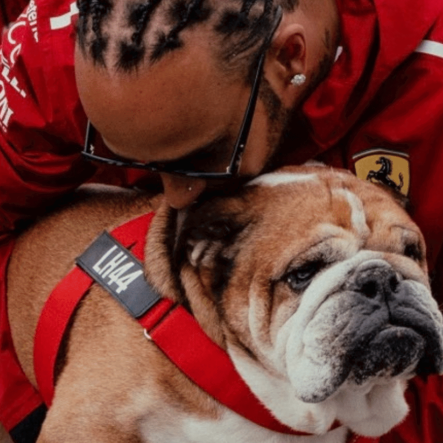 Lewis Hamilton and Roscoe at last year's British Grand Prix