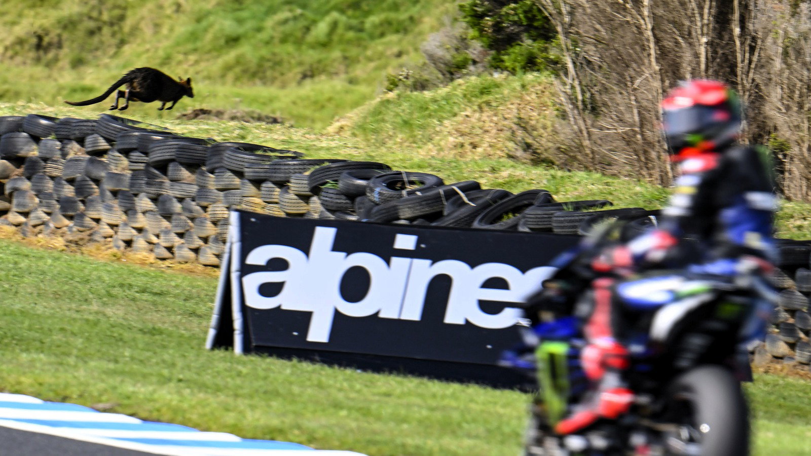 Fabio Quartararo dodges a wallaby at Phillip Island.