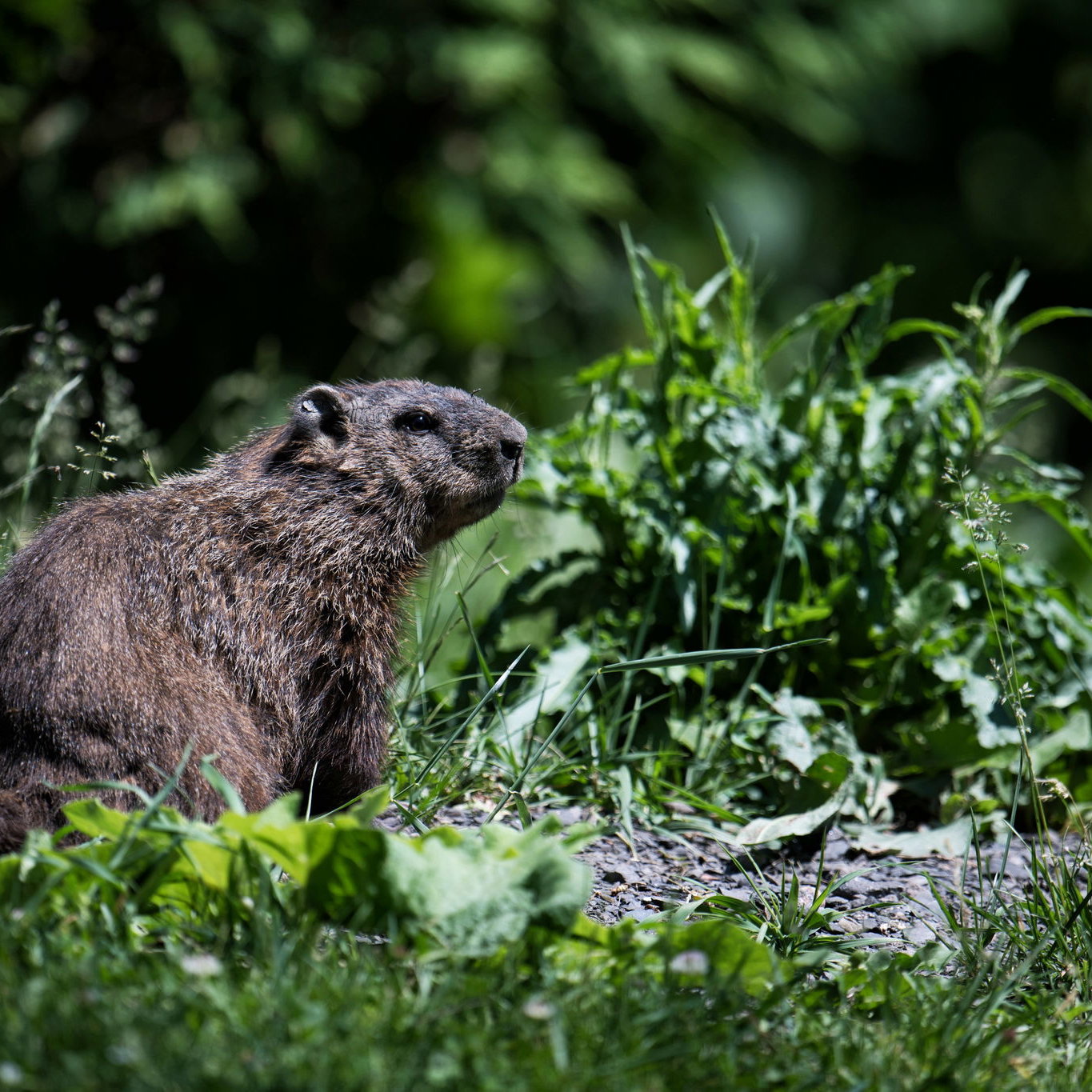 F1 Grand Prix Kanada - Hasil Latihan Bebas 3