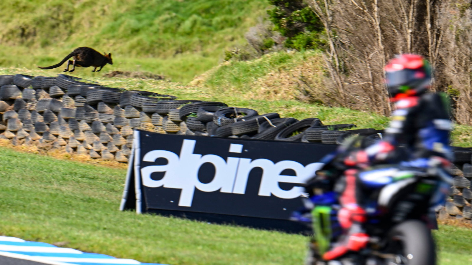 Wallaby on the track, Fabio Quartararo, MotoGP, Australian MotoGP 14 October