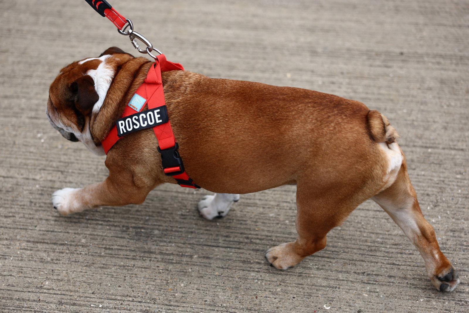 Roscoe (GBR) Dog. Formula 1 World Championship, Rd 11, British Grand Prix, Silverstone, England, Race Day. -